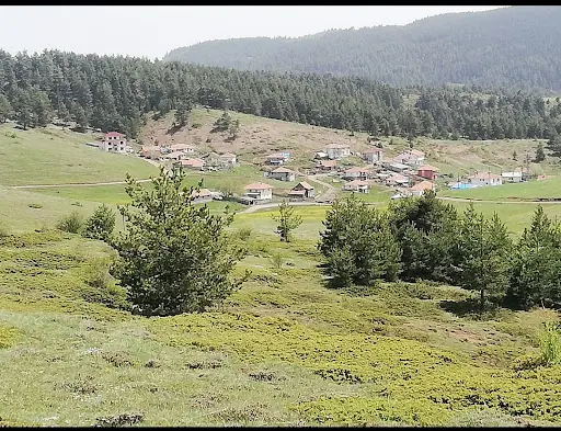 Yapraklı 2