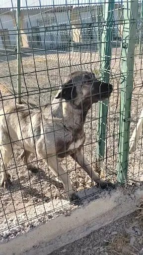 Kangal Kaymakamlığı Köpek Yetiştirme Çiftliği 3