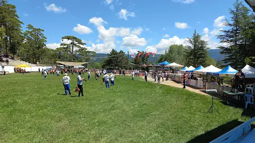 Domaniç Ebe Çamlığı Kent Ormanı