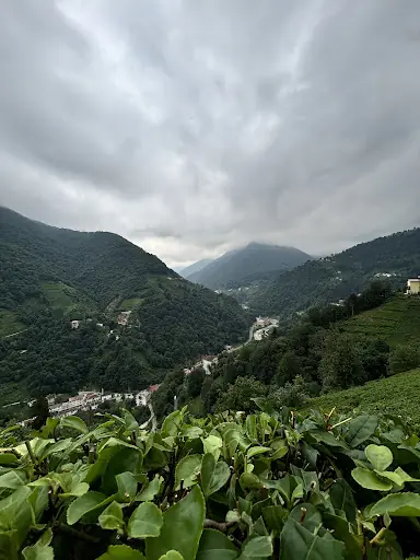 Güneyce Çay Fabrikasi 4