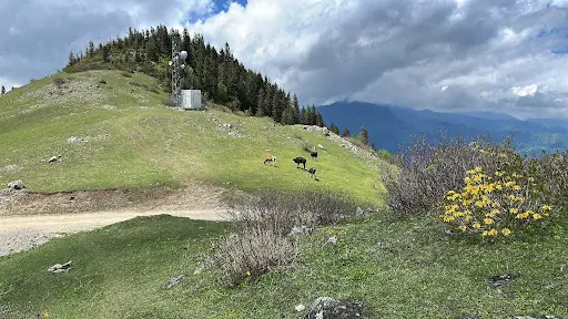 Gölyanı Yaylası 4