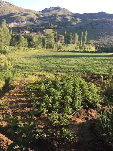 Barış Belediyesi Cemevi 2