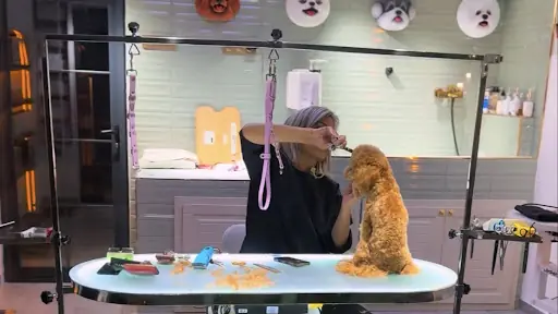 Vesna Achilova Pet Kuaför 2