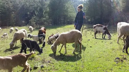 Zeytinlibogaz Permaculture Farm