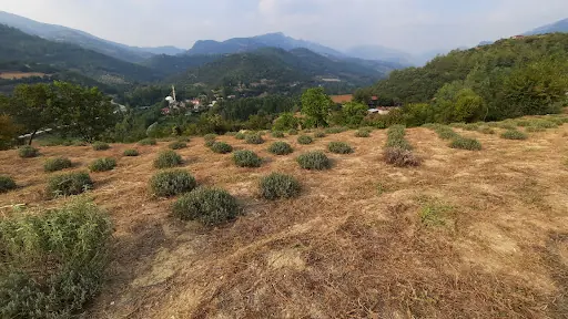 Hoşcan lavanta tarlası 4