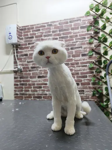 Kiraz Pet Kuaför & Pet Shop 4