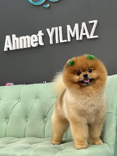 PET ESTETİK PET KUAFÖR – Güzellik Merkezi, İstanbul (4. fotoğraf)