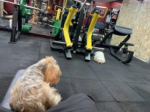 Yeşilköy Gym Fitness Salonu – Diğer (Güzellik), İstanbul (4. fotoğraf)