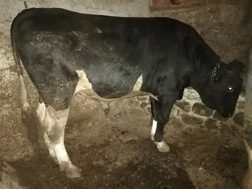 ÇAĞLAYAN BESİİ 4