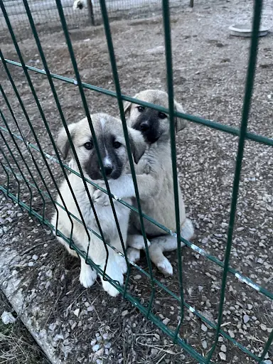 Kangal Kaymakamlığı Köpek Yetiştirme Çiftliği 4