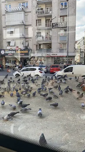 Güneş Güzellik 2