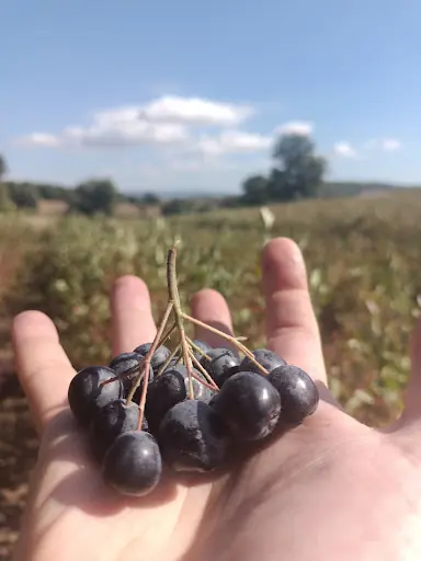 Balaronya Aronya ve Yaban Mersini Bahçesi 2