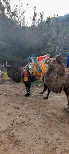 Gökkaya Serkan Güzel Deve Güreşi Arenası