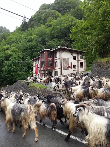 Çamlıhemşin Kaymakamlığı 2