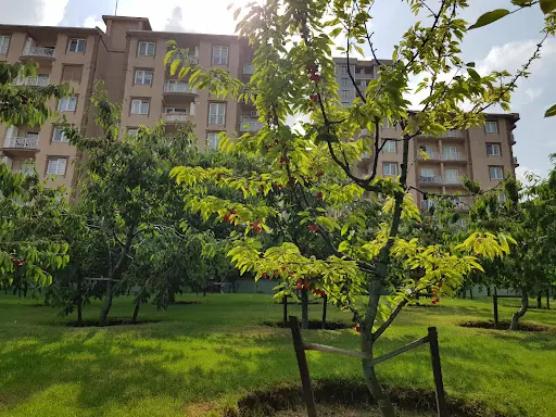 KİRAZ BAHÇESİ – Diğer (Güzellik), İstanbul (2. fotoğraf)