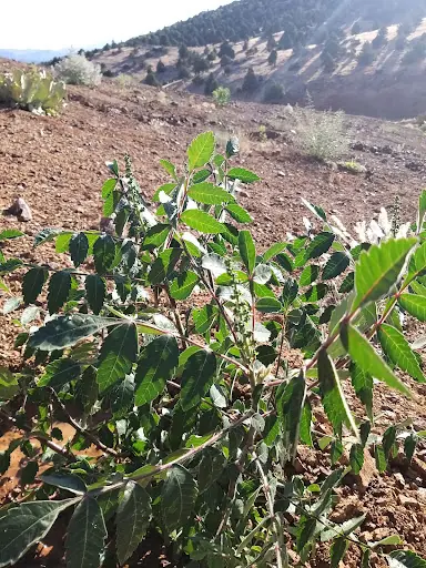 Nurhak Sarialan