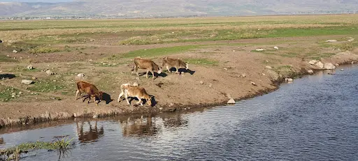 Karasu Hamamı 3