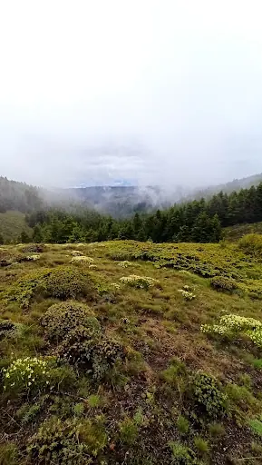 Yapraklı