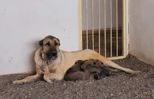 Sivas Kangal Köpeği Üretim, Eğitim ve Koruma Merkezi 4