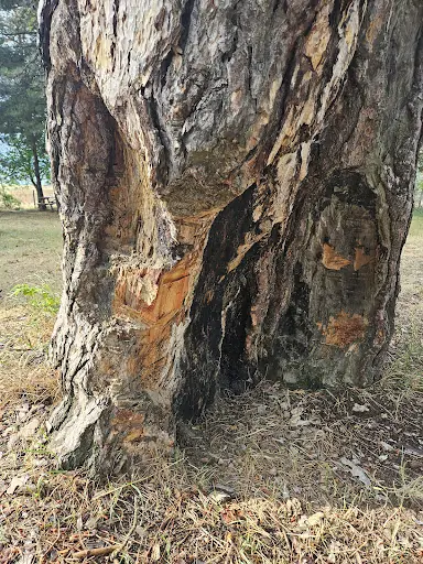 Dede Çam Türbesi 4
