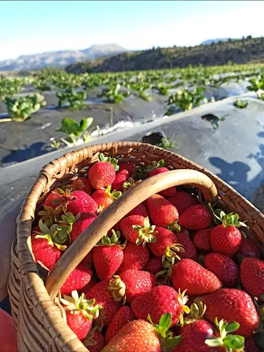 Strawberry Garden Sarıveliler