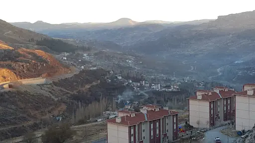 Toki-sarıveliler