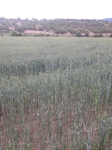 Bademlik Piknik Alanı 3