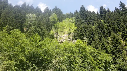 Ekrem Orhon Çamlık Piknik Mesire Yeri 4