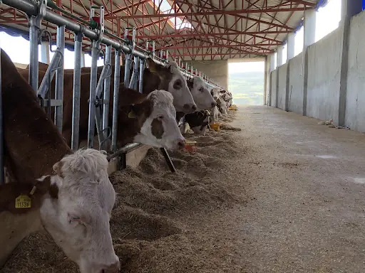 Ateşoğlu Besi Çiftlikleri