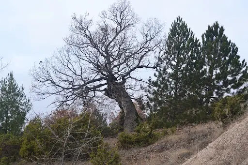 Sirke Köyü Muhtarlığı
