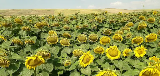 Kızmaz Çiftliği