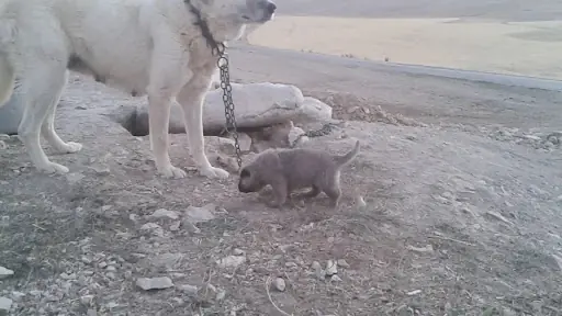 Üçpunar Kangal çiftliği