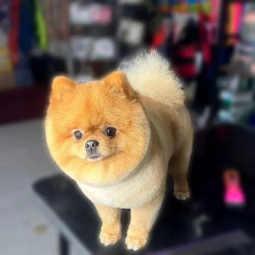 Kiraz Pet Kuaför & Pet Shop 2