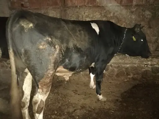 ÇAĞLAYAN BESİİ 2