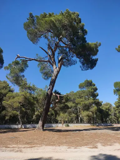 Kırkagaç Piknik Alanı 5
